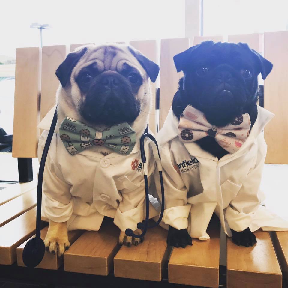 Welcome to Banfield Pet Hospital! What can we help you with today? #pugs #petcare #pethealth #animaldoctors @Puglee_pug #dogs #dogsoftwitter
