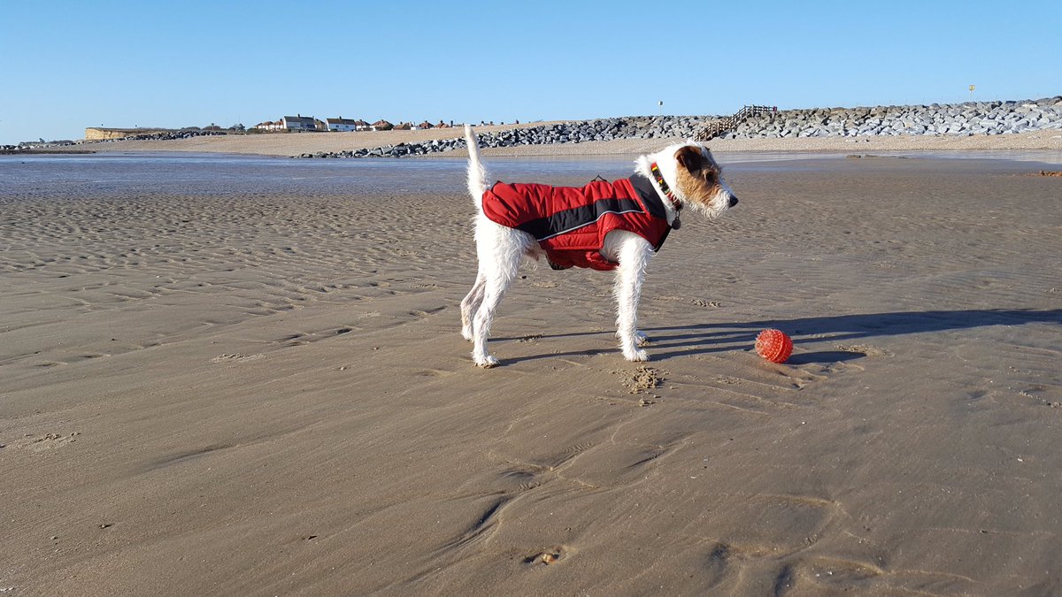 Hastingspetcare's tweet photo. George in his new jacket from @CollaredDog 
The best jacket ever! 

https://t.co/PbC63nLsjS 
#Doggydaycare #dogwalker #hastings #stleonards https://t.co/5mpxlu7QJe