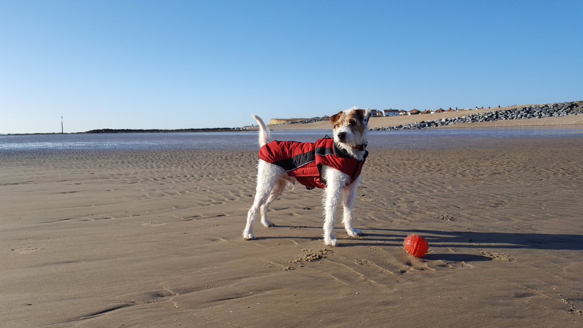 Hastingspetcare's tweet photo. George in his new jacket from @CollaredDog 
The best jacket ever! 

https://t.co/PbC63nLsjS 
#Doggydaycare #dogwalker #hastings #stleonards https://t.co/5mpxlu7QJe