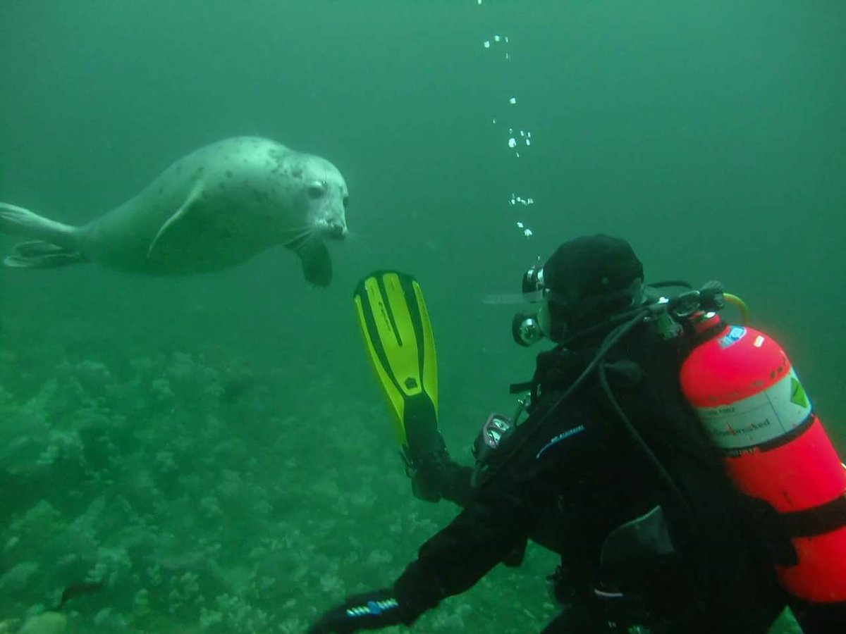 DavyDivers's tweet photo. Abigail Beck's first encounter with a seal pup at the Farne Islands @SubAquaAssoc https://t.co/qW3BlXbf6k