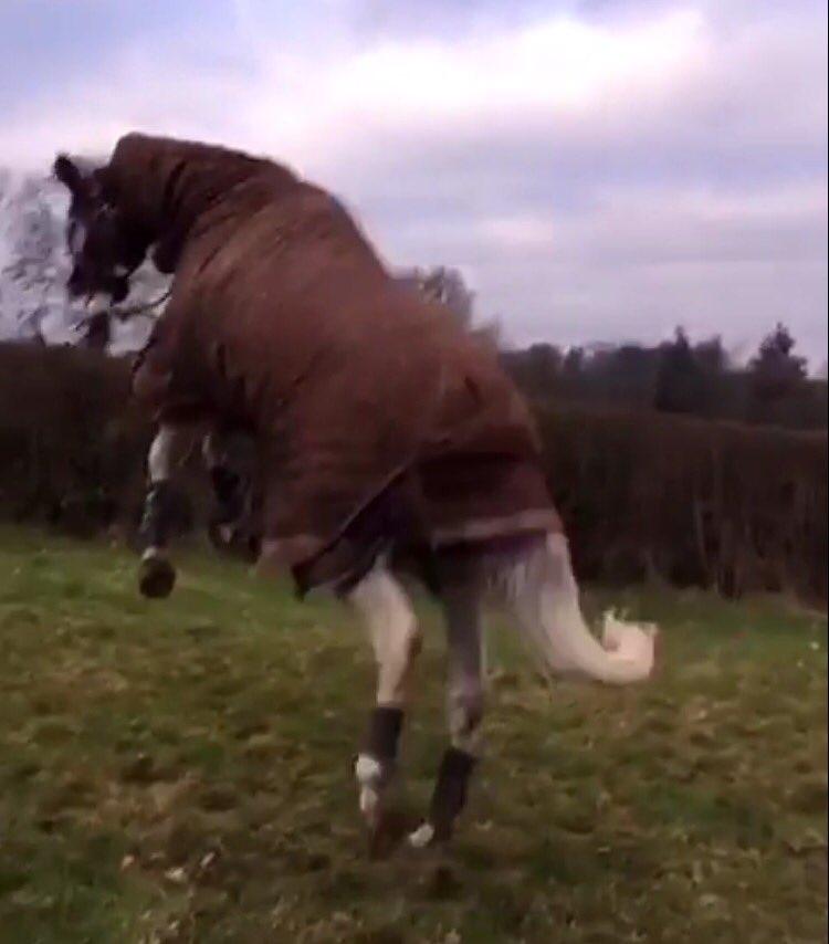 ksimpson01's tweet photo. Thank you @nafuk for keeping my 19yr old ex racer feeling great & supple this winter with his glucosamine joint supplement #topsupplements https://t.co/6RAI0jjZrq