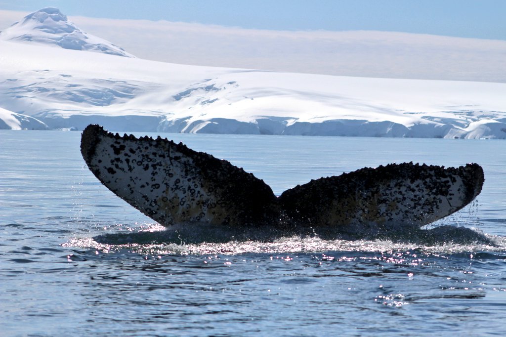 CCO-Antártica tweet media