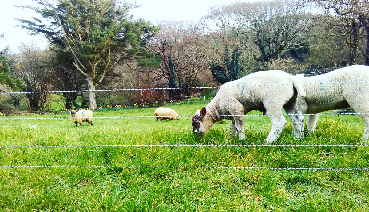 MoyHouseFarm tweet media