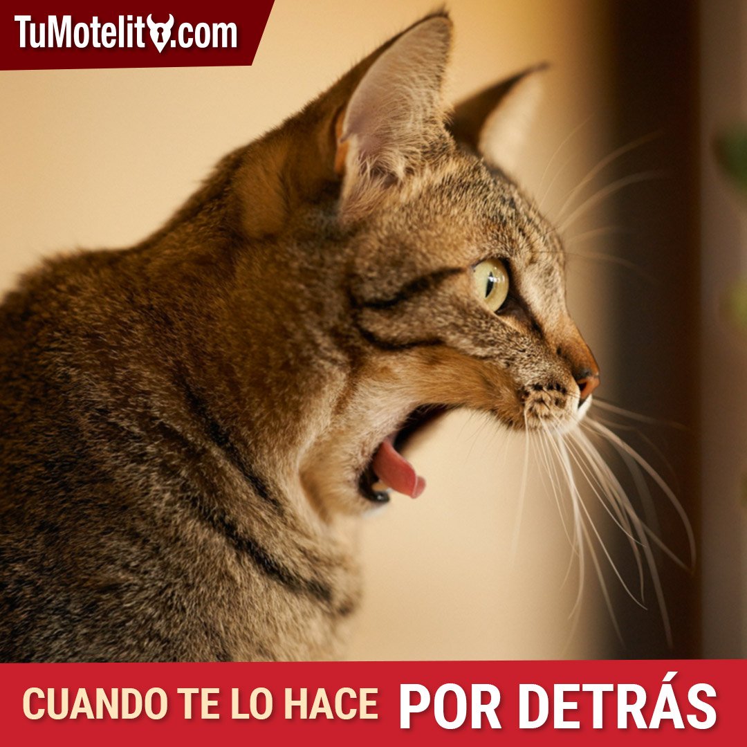 tumotelito's tweet photo. Esa cara que no puedes ocultar 😼 #TuMotelito https://t.co/bFYEqytL7J