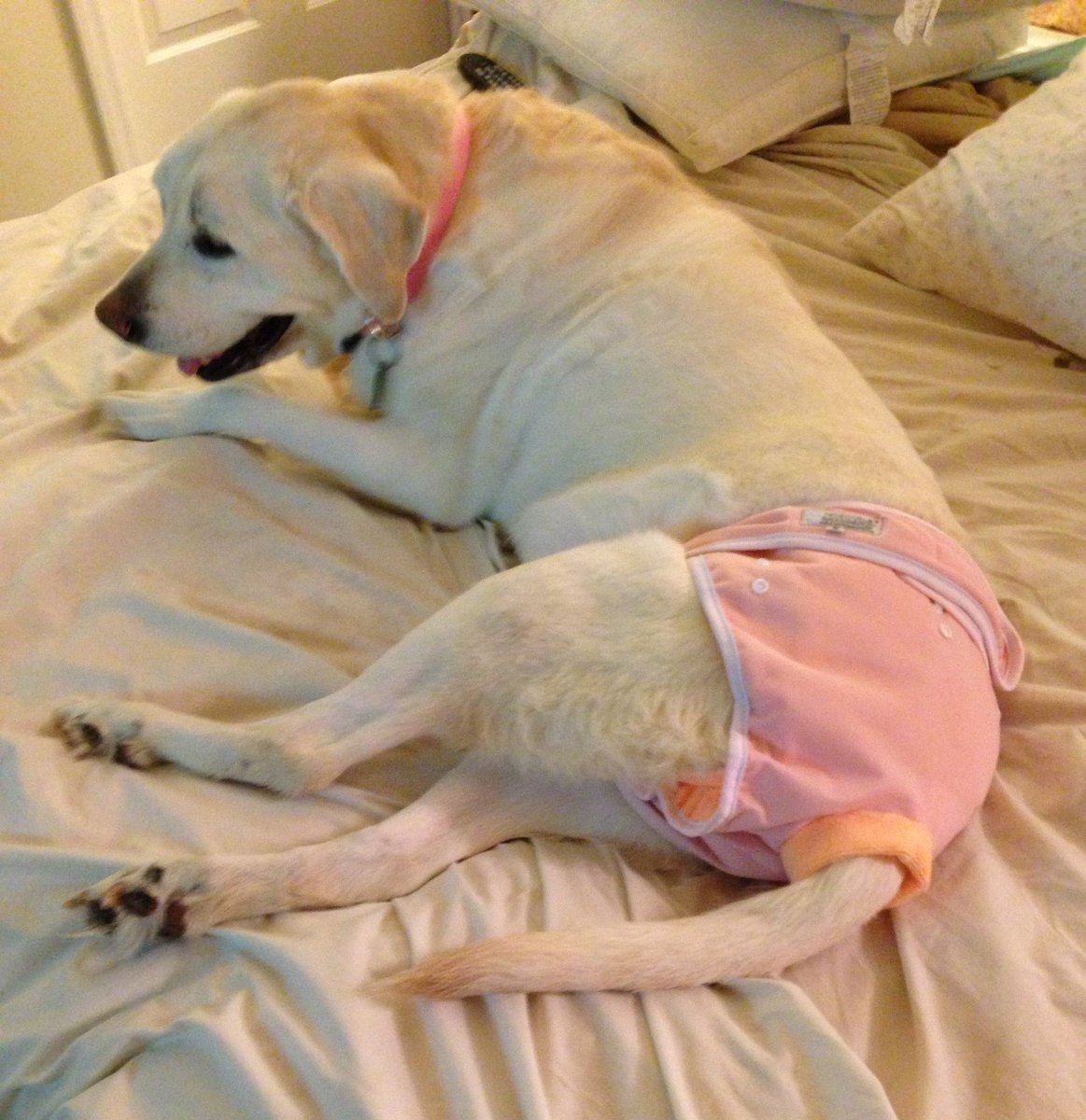 dogquality's tweet photo. Sweet Shedd (14 yrs) looking beautiful in her new Washable Wonders diaper. #dogdiaper #labrador #seniordog #dogquality https://t.co/1rTrSDkTWt