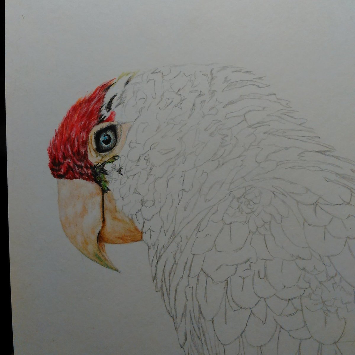 AJeanFineArt's tweet photo. Starting another parrot. This time on @CansonPaper I can definitely feel a difference!  😊 #coloredpencil #polychromos #art #parrot https://t.co/iuWGFAkDm1