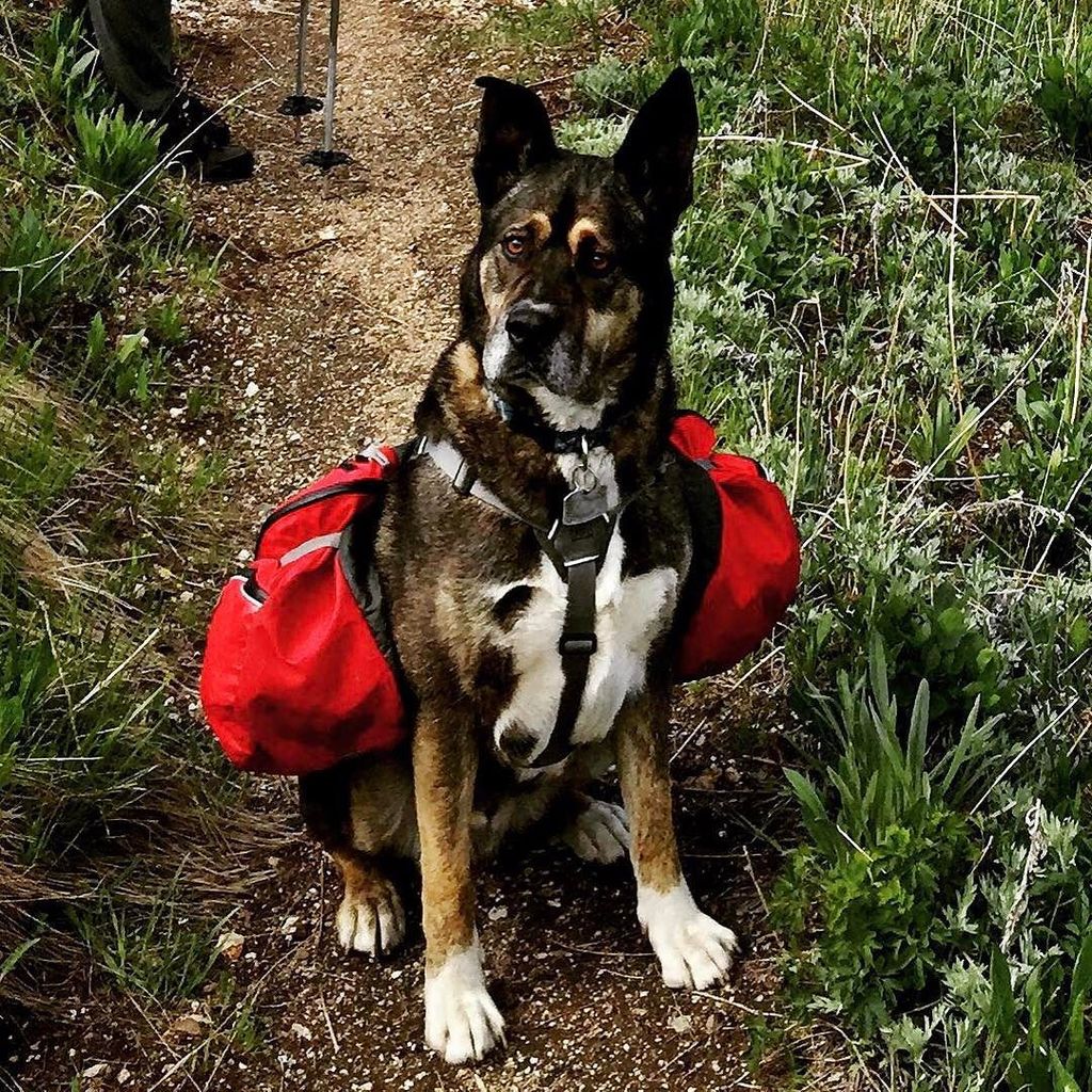 Dewey is trail ready! (Dewey's owner puts together a lot of our topo art.) #pnw #adventure #dog #trailready #peakst…