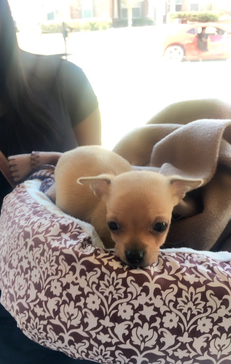 NicoleKitty1's tweet photo. Can't believe someone left her in the trash!!!😡 There are some fucked up people in the world! That's alright...she has a new home now🤗 https://t.co/I2q53RNfkz
