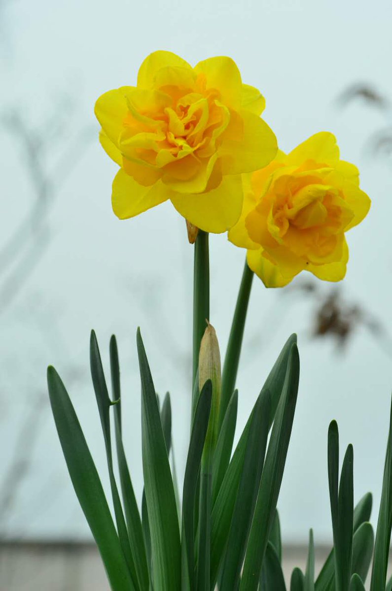 EmmaChloe10's tweet photo. Spring Color https://t.co/WrSZ4JphO5