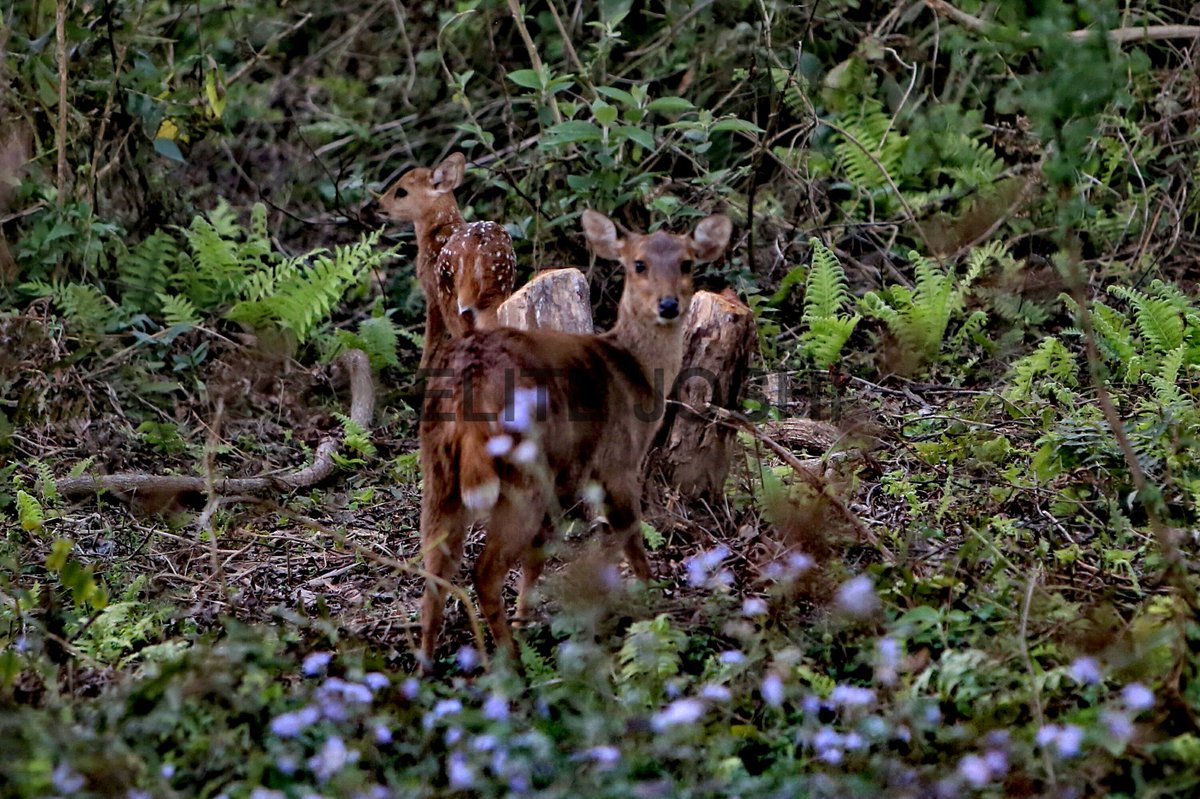 Elite Joshi tweet media