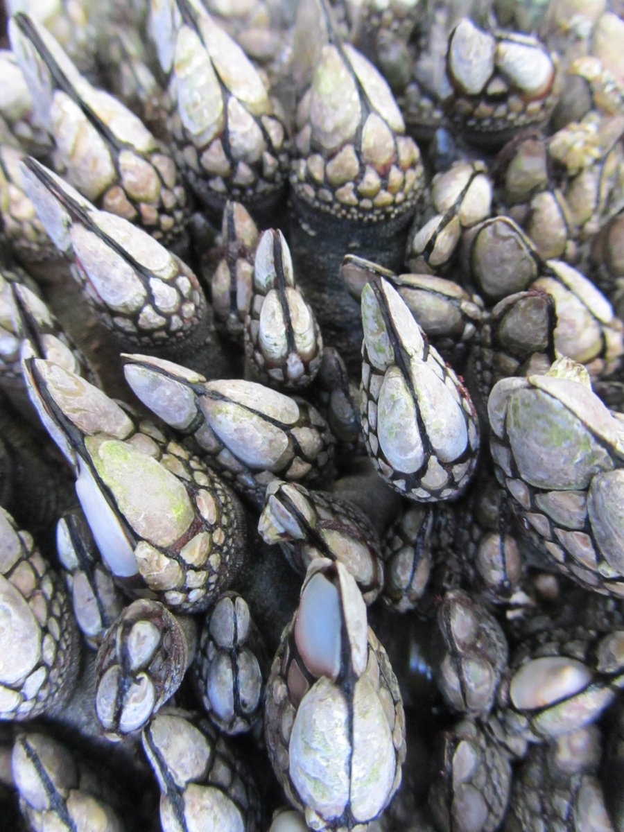 Isabelle M Côté tweet media