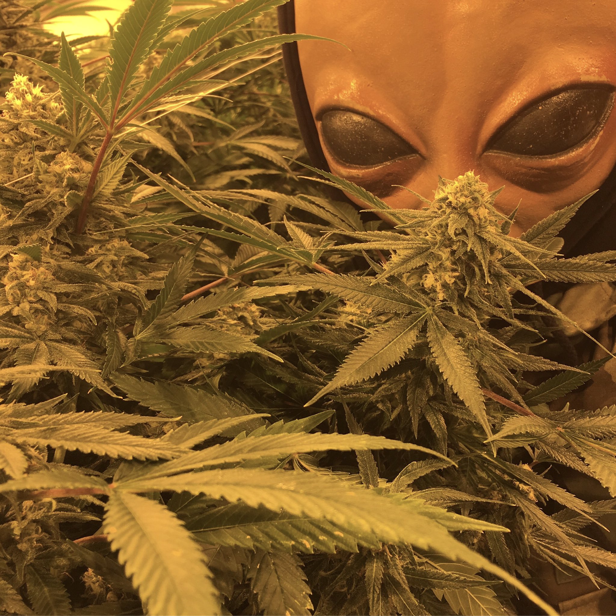 Инопланетяне марихуана zippo конопля