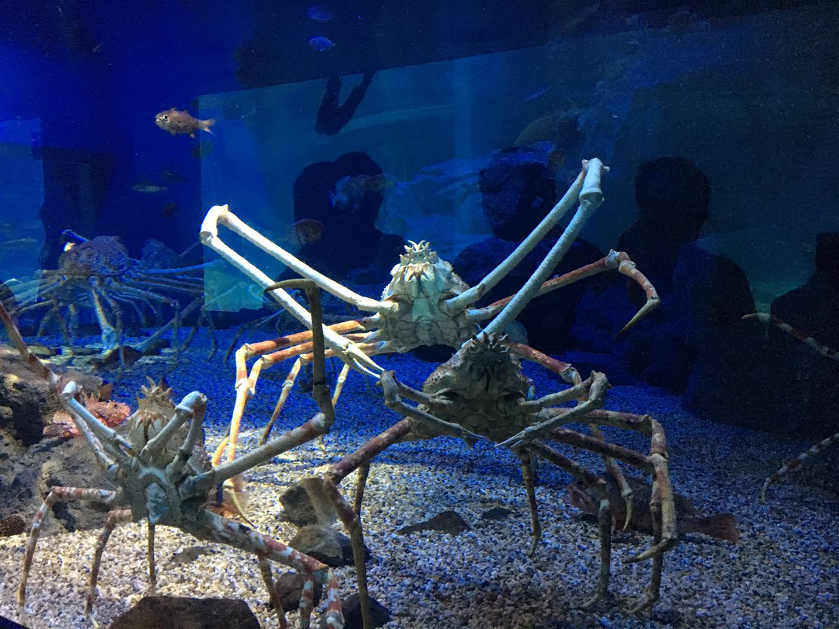 azss1103's tweet photo. 海遊館と松竹座とユニバ行ってきた！！
タカアシガニ見ると生物の大ちゃん思い出す笑
大阪ほんと楽しかったー😆 https://t.co/zfwJikBjlK