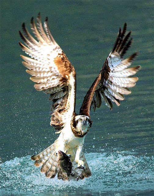 It's Every-man-for-himself in this place! From osprey plucking trout from the Snake River to wolves stalking deer! #justNPthings