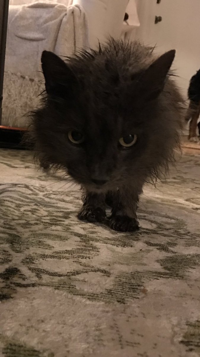 I gave the stray cat I've been feeding a bath tonight. She hates me.