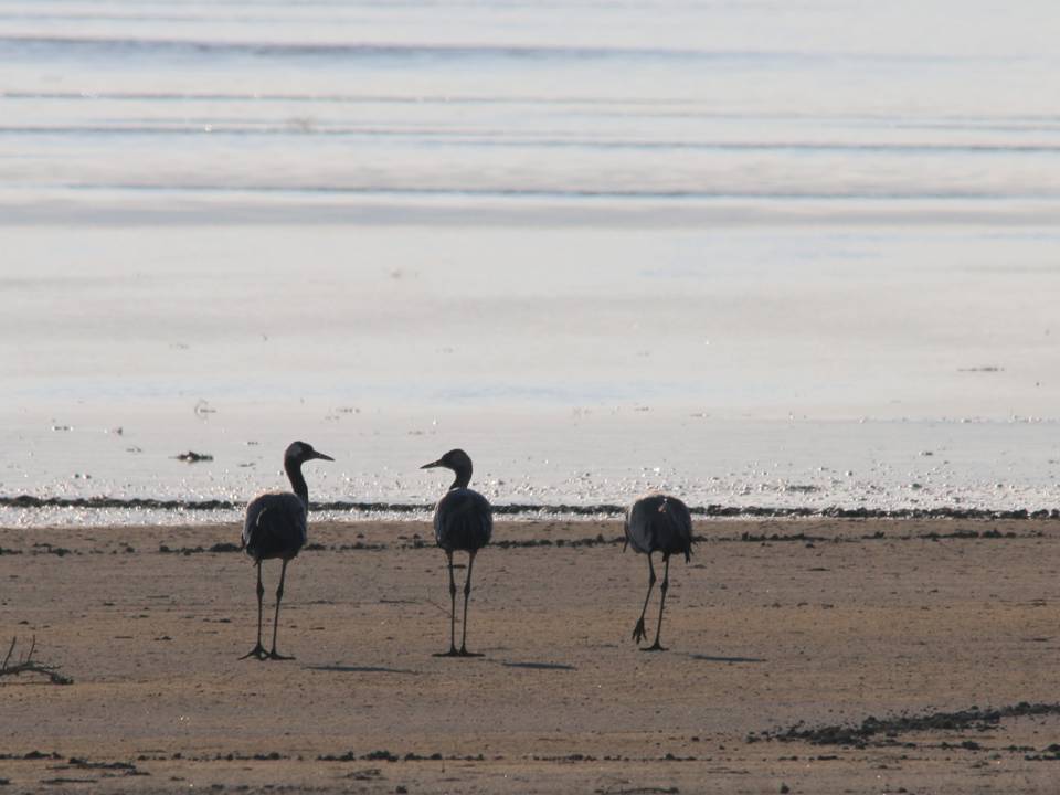 CIGALLOCANTA's tweet photo. - Nos damos un bañito.
- !Si..! nuestras amigas, ya se han marchado.
- Pero aun quedamos 2.000 #grullas en  #Gallocanta @turismodaroca https://t.co/hTjyyT60KM