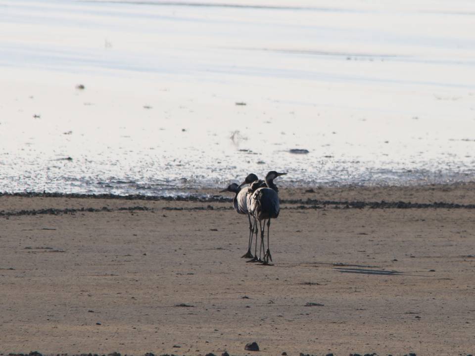 CIGALLOCANTA's tweet photo. - Nos damos un bañito.
- !Si..! nuestras amigas, ya se han marchado.
- Pero aun quedamos 2.000 #grullas en  #Gallocanta @turismodaroca https://t.co/hTjyyT60KM