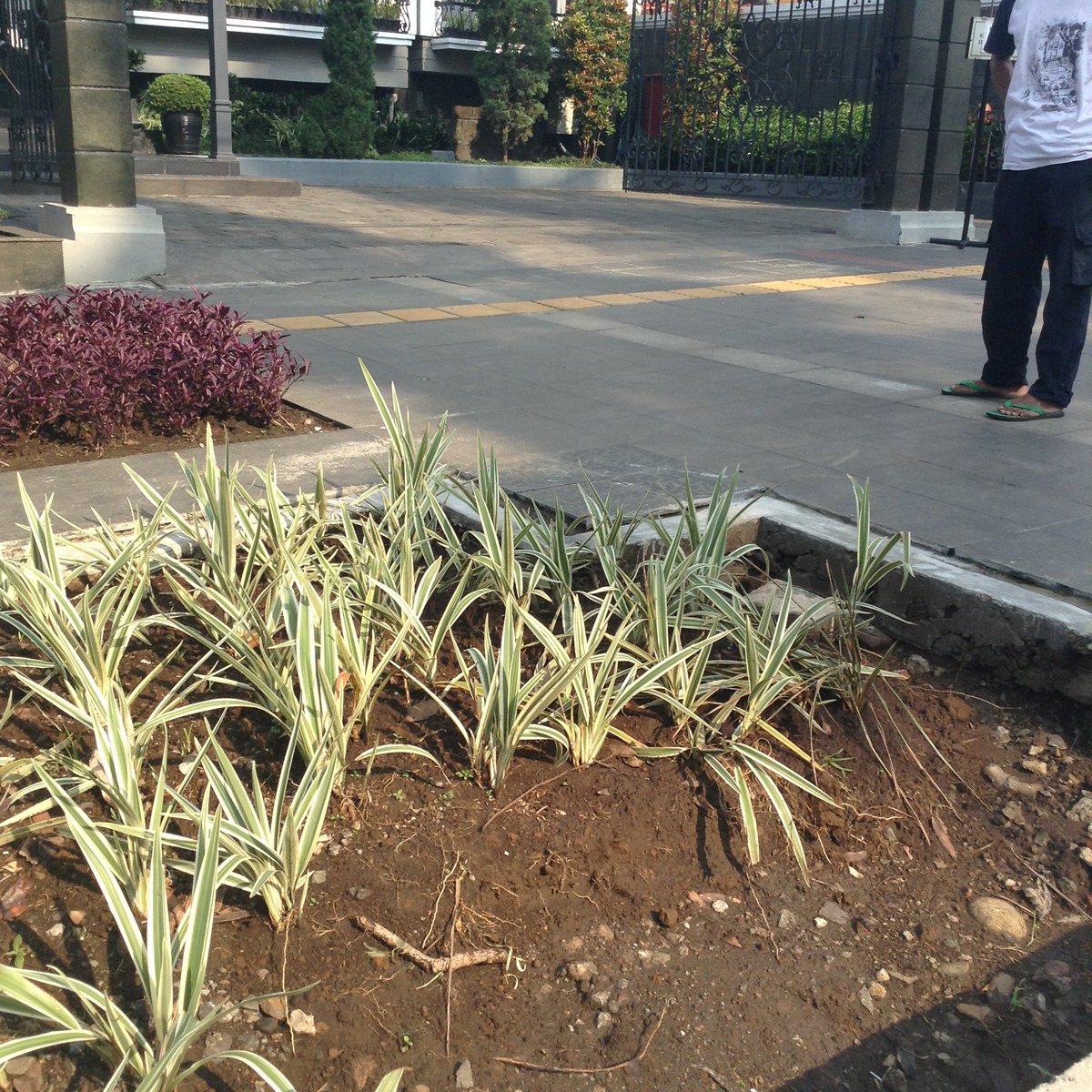 HotelGeulis's tweet photo. Slmt Sore pak, ini tmn jl Dago no 129 ( Depan @HotelGeulis ) rusak dikarena hujankemarin, adakah cara untuk menanggulanginya ? @ridwankamil https://t.co/ywiDxdzFpd
