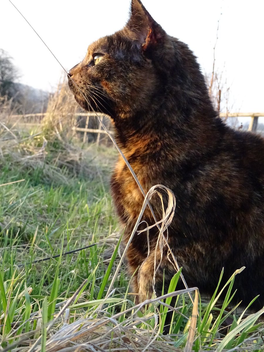 BytesizePlug's tweet image. Cat pictures and a smiling duck. Read all about it on Workplace and here: bit.do/lisahx60v