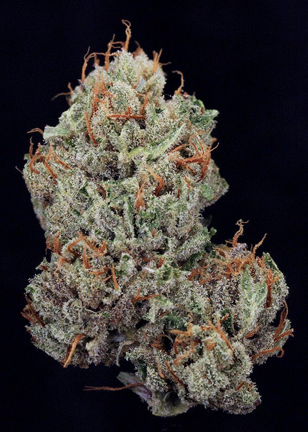 alpha_medic's tweet photo. Sleeping Giant on the menu now, this is a high CBD flower it took 3rd place at the 2015 Colorado Cannabis Cup 🏆 In the CBD flower category! https://t.co/YZvVGzmsMd
