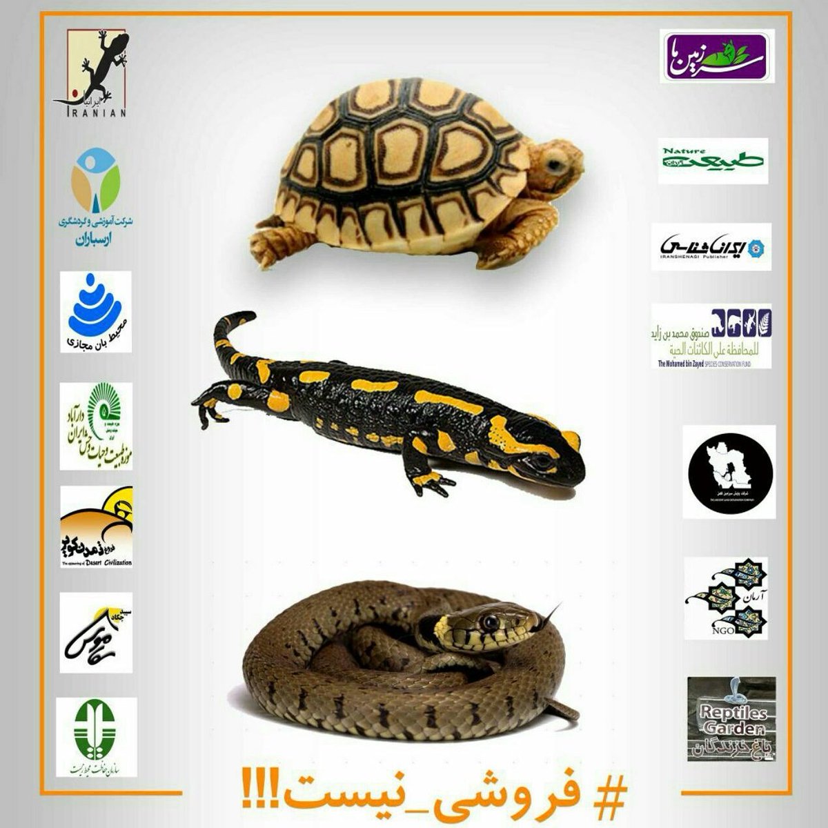 1mohitban's tweet photo. #حیات_وحش_فروشی_نیست

با ریتوئیت این بنر به آگاهی بخشی عمومی کمک کنیم.

شماهم یک #محیط_بان_مجازی باشید. https://t.co/Hbe2tnrvWE