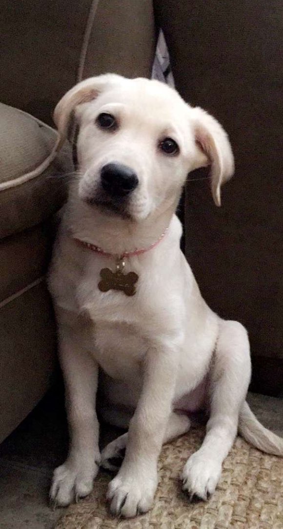 NylatheLab's tweet photo. Hi I'm Nyla and I'm a Labrador Retriever! #woof https://t.co/8ObskQNEgA