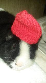 cujoann's tweet photo. @rulingtheroost1 #redhatclub Don't we look good? https://t.co/VTlK5tojMm