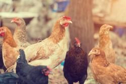 OrdrKitchen's tweet image. Compass commits to cage #free #eggs and cut #foodwaste | Ethical Corporation bit.ly/2mAydsZ #ethical #sourcing #sustainable