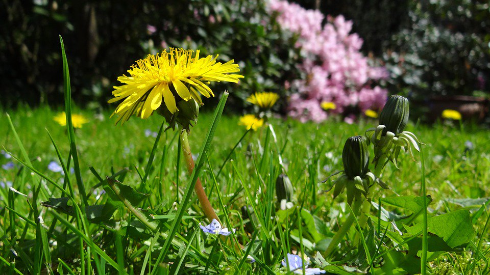 世界に咲く花 タンポポ 英名のダンデライオン Dandelion は フランス語の Dent De Lion ライオン の歯 に由来し タンポポのギザギザした葉がライオンの牙に似ていることにちなみます 花言葉は 愛の神託 真心の愛 世界に咲く花 タンポポ 英名のダンデライオン Dandelion は フランス語の Dent De Lion ライオン の歯 に由来し タンポポのギザギザした葉がライオンの牙に似ていることにちなみます 花言葉は 愛の神託 真心の愛