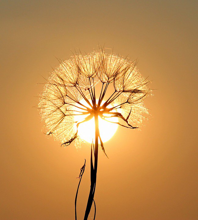 世界に咲く花 タンポポ 英名のダンデライオン Dandelion は フランス語の Dent De Lion ライオン の歯 に由来し タンポポのギザギザした葉がライオンの牙に似ていることにちなみます 花言葉は 愛の神託 真心の愛