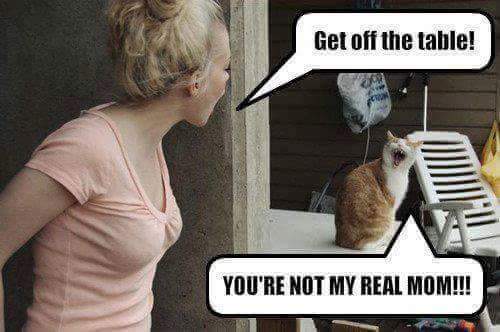 sputnikke's tweet photo. guess this cat wins it.. #XtraCold https://t.co/sM7gBWgJk3