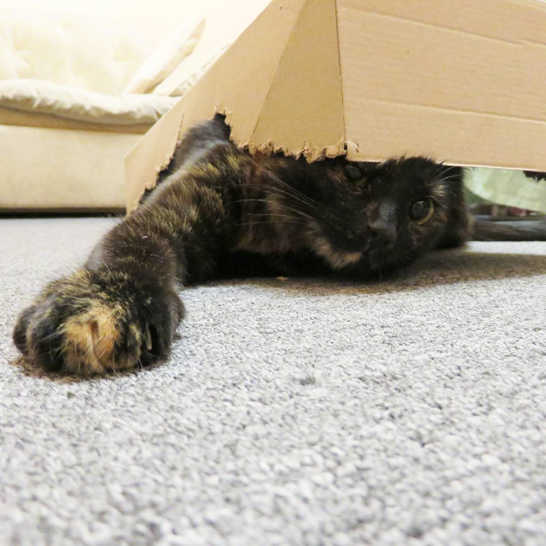 sima_thecat's tweet image. 😳
#stuckup #helpme #catunderbox #funnykitty #cat #cats #CatsOfTwitter #kittens #simathecat
#кошка #кошки #котенок #котэ #кототвит #КошкаСима