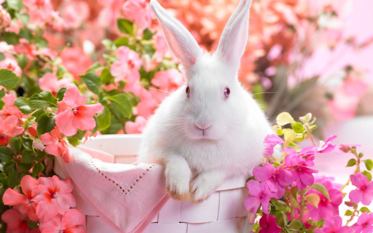 Call_a_PA's tweet photo. Do you need a rabbit pulling out the hat? We can help, all you #admin needs. #callapa #bedford #remotepa #virtualassistant #organise https://t.co/iTG7C9aBSc