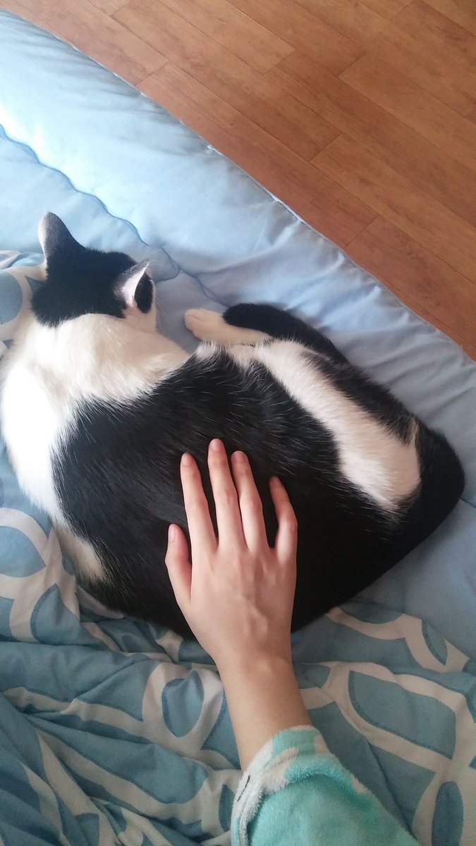 JAMONG_cat's tweet photo. 뚠뜌 https://t.co/zNaUtbEsdz