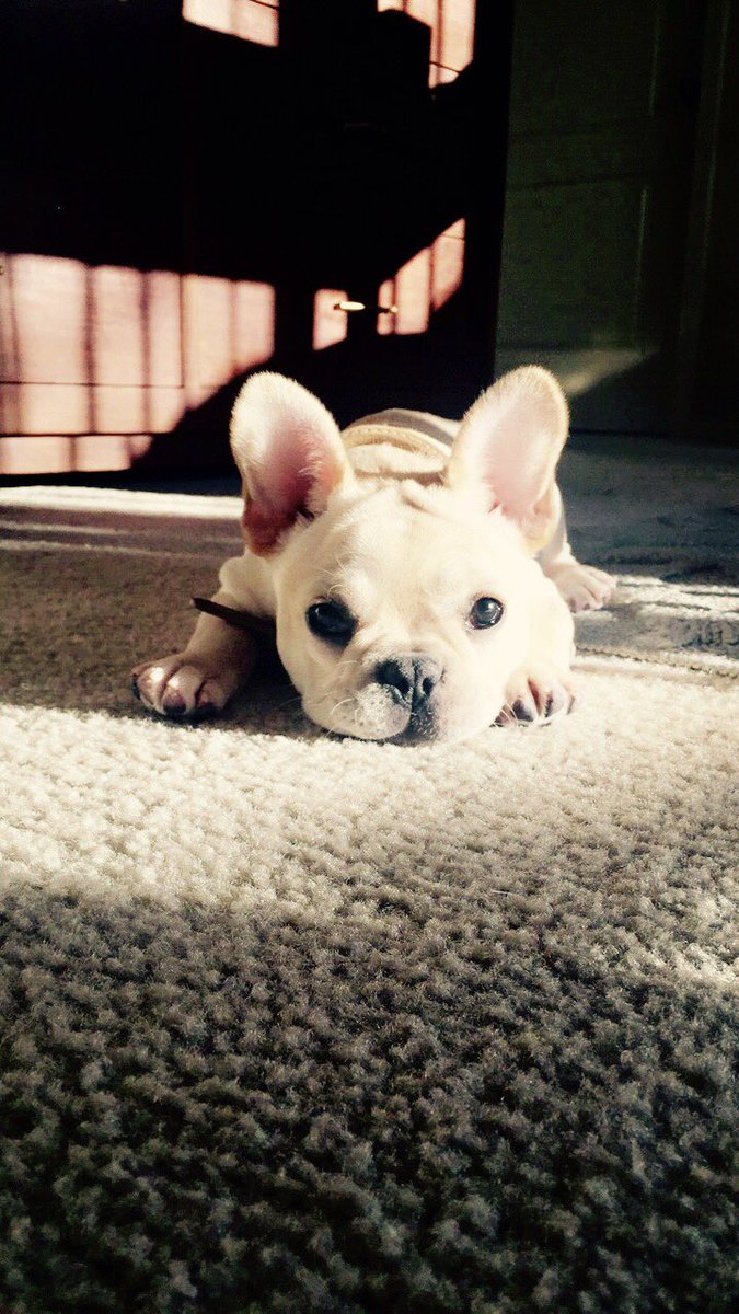 Cel_Faith's tweet photo. Have my last midterm tomorrow and all I've accomplished is changing my lock &amp; home screens to photos of our puppy. 😬
#newmom https://t.co/SLhVSVwyZd