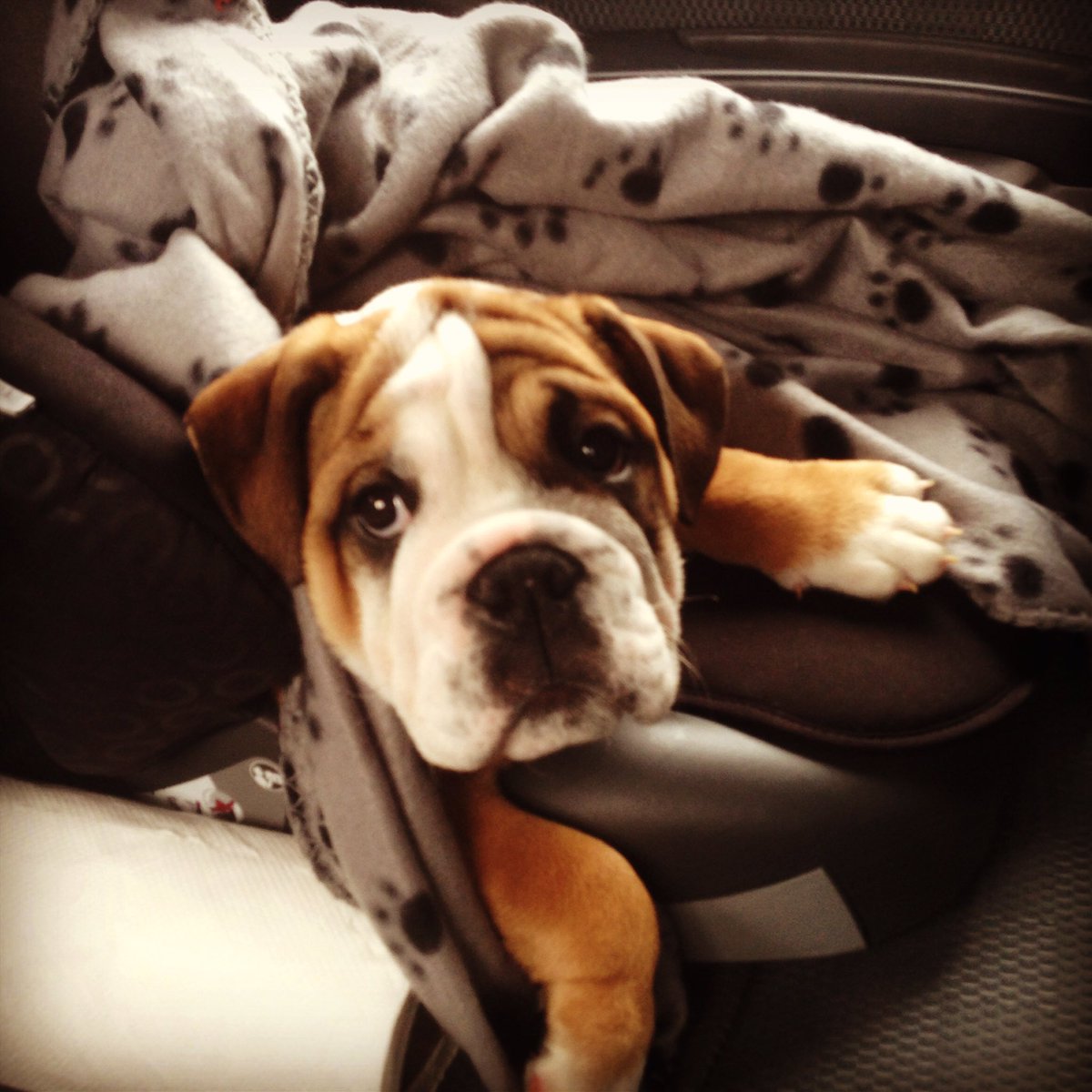 voteieaun's tweet photo. Who doesn't love a Puppy! #notfromgoogle. a vote for Ieaun is a vote for Winston. #actullymypuppy @cardiffmet LETS GET PET A PUPPY DAY 🐶🐶🐶🐶🐶 https://t.co/4v97GaXxVT