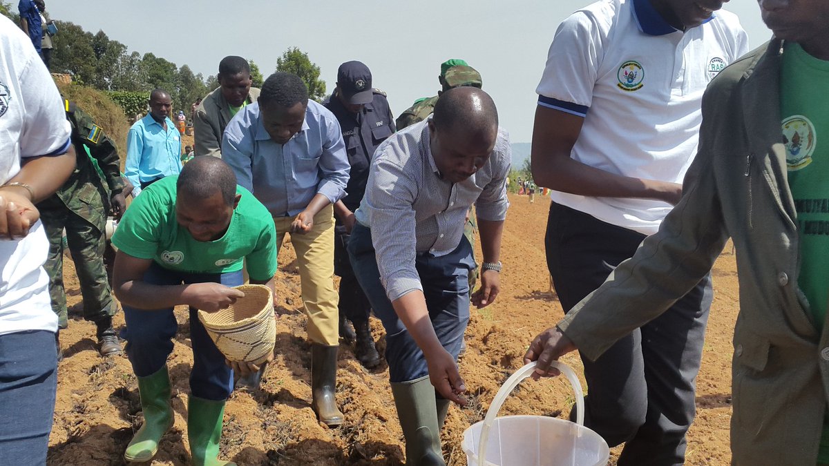 Rwanda Agriculture & Animal Resources Devpt Board tweet media