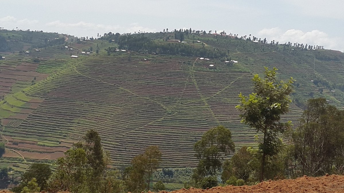 Rwanda Agriculture & Animal Resources Devpt Board tweet media