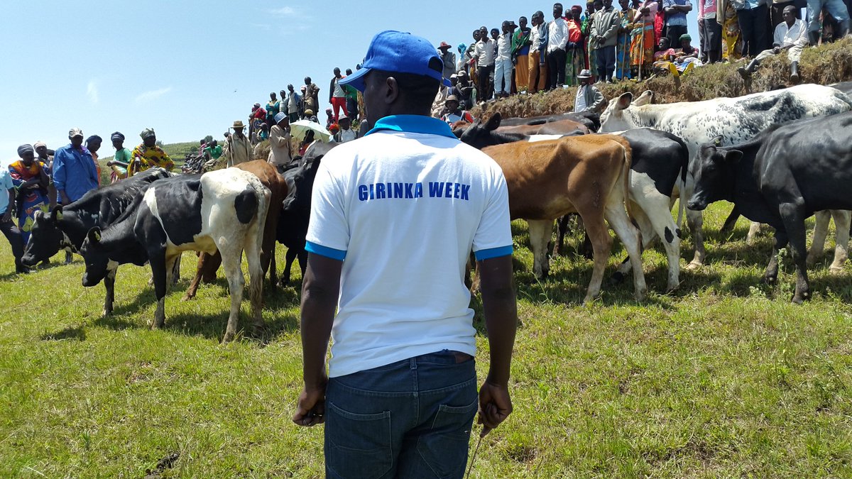 Gutangiza #Igihembwecy'Ihinga cya 2 no gusoza Icyumweru cyahariwe #GirinkaMunyarwanda @Gicumbi <a href="/RwandaAgri/">Ministry of Agriculture & Animal Resources |Rwanda</a> <a href="/MarkBagabe/">Mark Bagabe</a> <a href="/GicumbiDistrict/">Gicumbi District</a>
