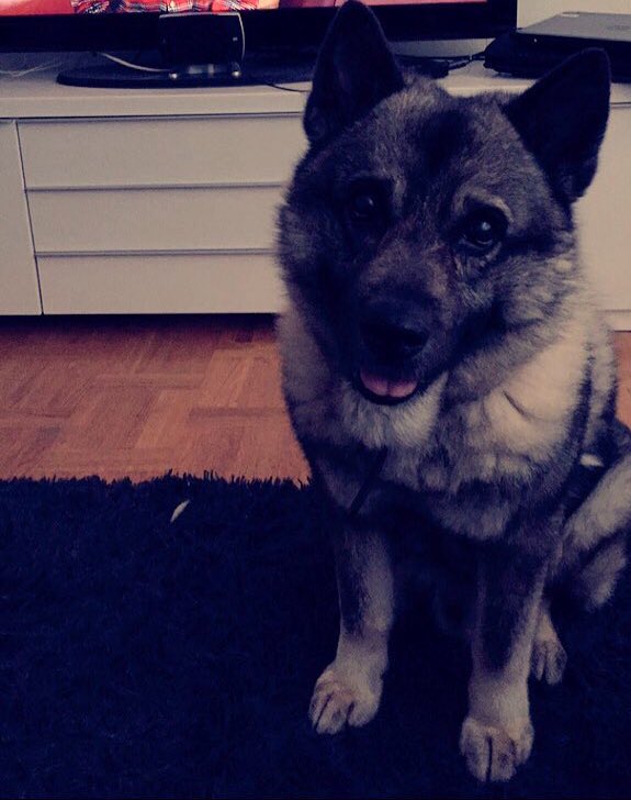 EmilLilja's tweet photo. ❤😇 https://t.co/vEwzssRLnK