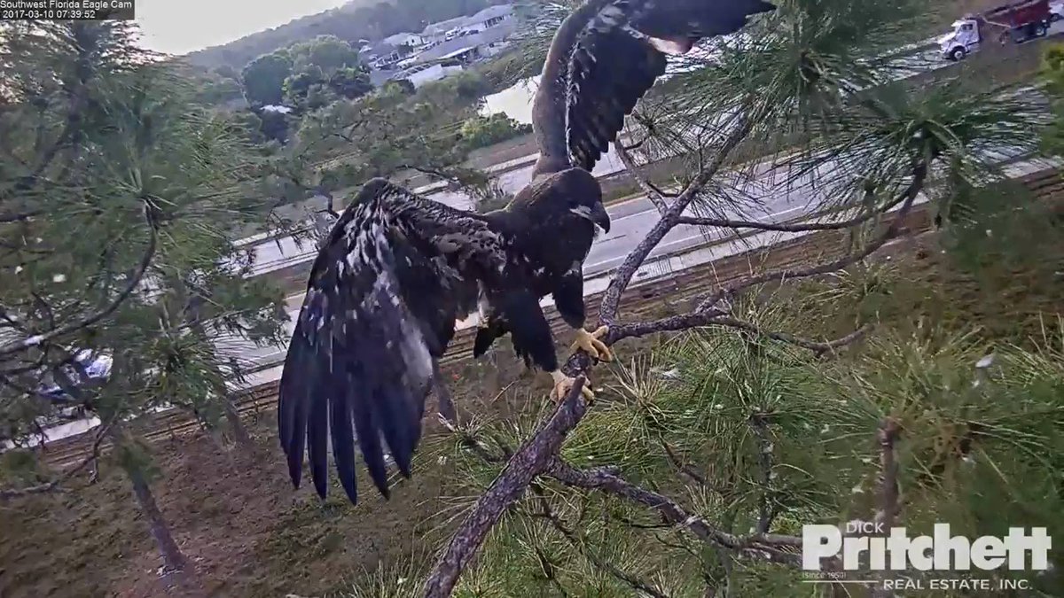 Image result for e9 eaglet