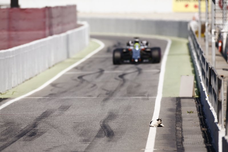 Agemawat's tweet photo. #fearlesscat #Bravekitty This cat has interesting #F1 tastes. #Sunny #Barcelona #Cat Courtest @latimages @autosport @ForceIndiaF1 https://t.co/jtQMrJqj3l