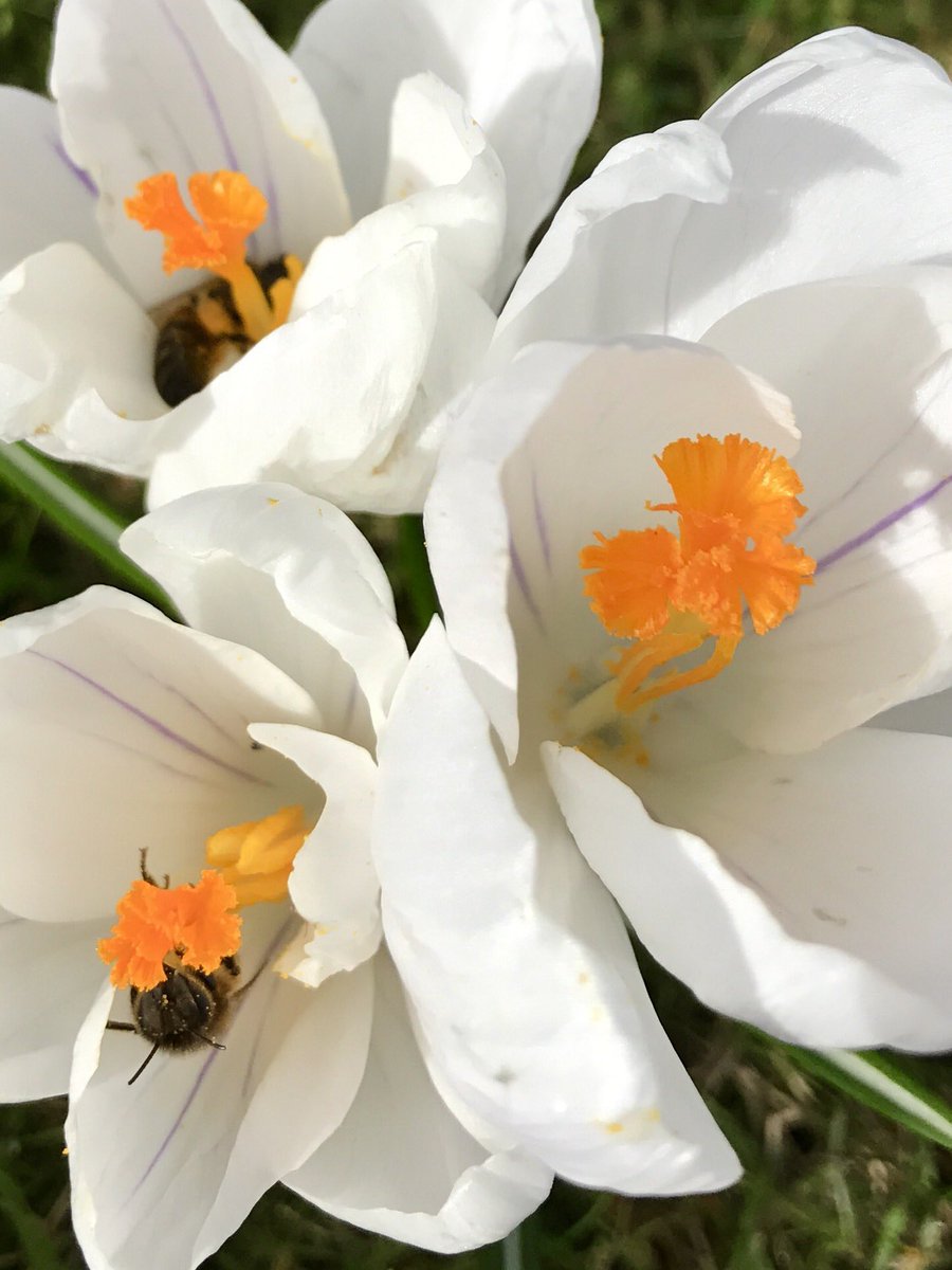 OakstumpsD's tweet photo. A crocus oasis for bees on an otherwise bleak Welsh hillside. Also an abundance of spring heathers, camellia and mahonia = bee heaven!! https://t.co/ErTASafSuu