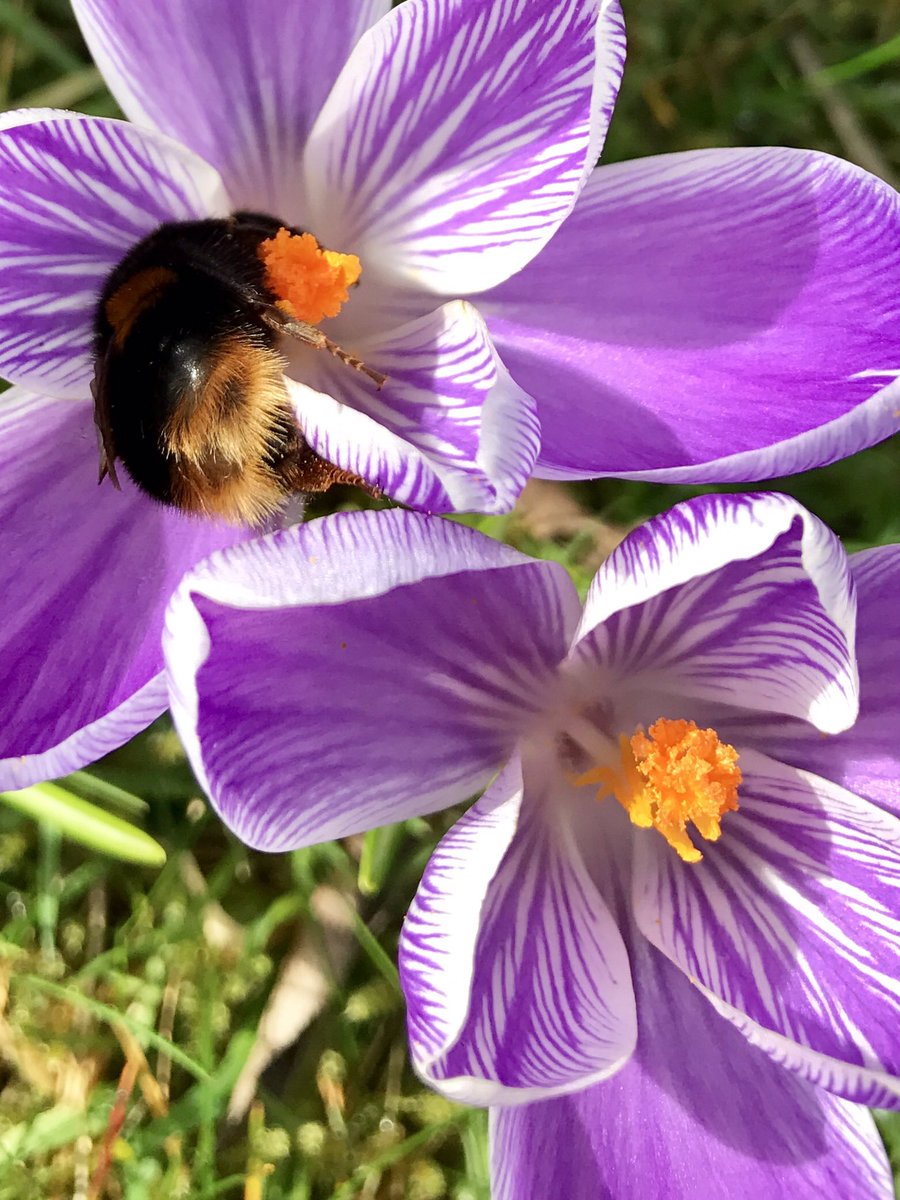 OakstumpsD's tweet photo. A crocus oasis for bees on an otherwise bleak Welsh hillside. Also an abundance of spring heathers, camellia and mahonia = bee heaven!! https://t.co/ErTASafSuu