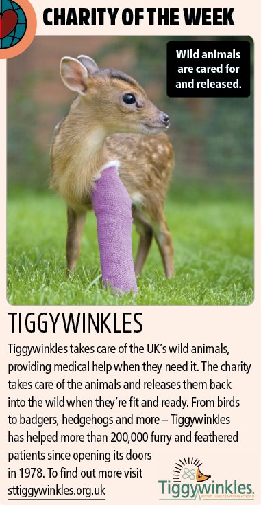 theweekjunior's tweet photo. Our #charity of the week is @TiggywinklesUK, which takes care of wild animals when they need emergency care. #charitytuesday https://t.co/2s28c0vNt7