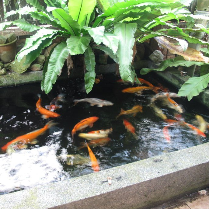 Jangan buru-buru bersedih karena lahan terbatas. Hobiis tetap dapat membuat kolam ikan koi kok. Lengkapi dengan tanaman hias yuk.
