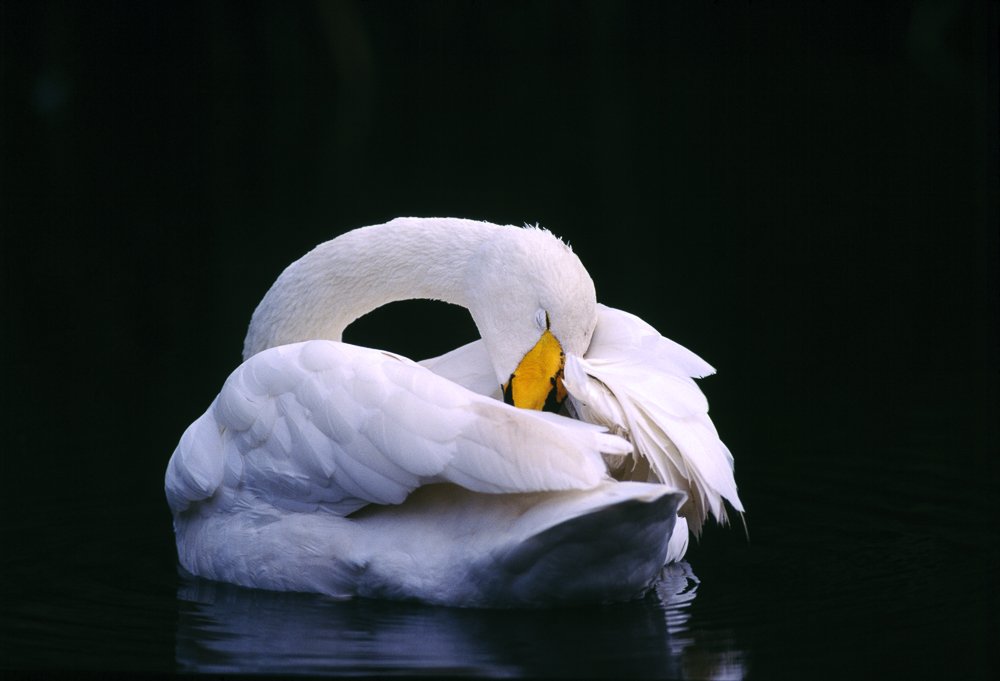 FANDVOS's tweet image. Join us for #bird #photography #masterclass #Cotswolds by #deanwyephotographer @gloswildlife facebook.com/events/1633769… March 24