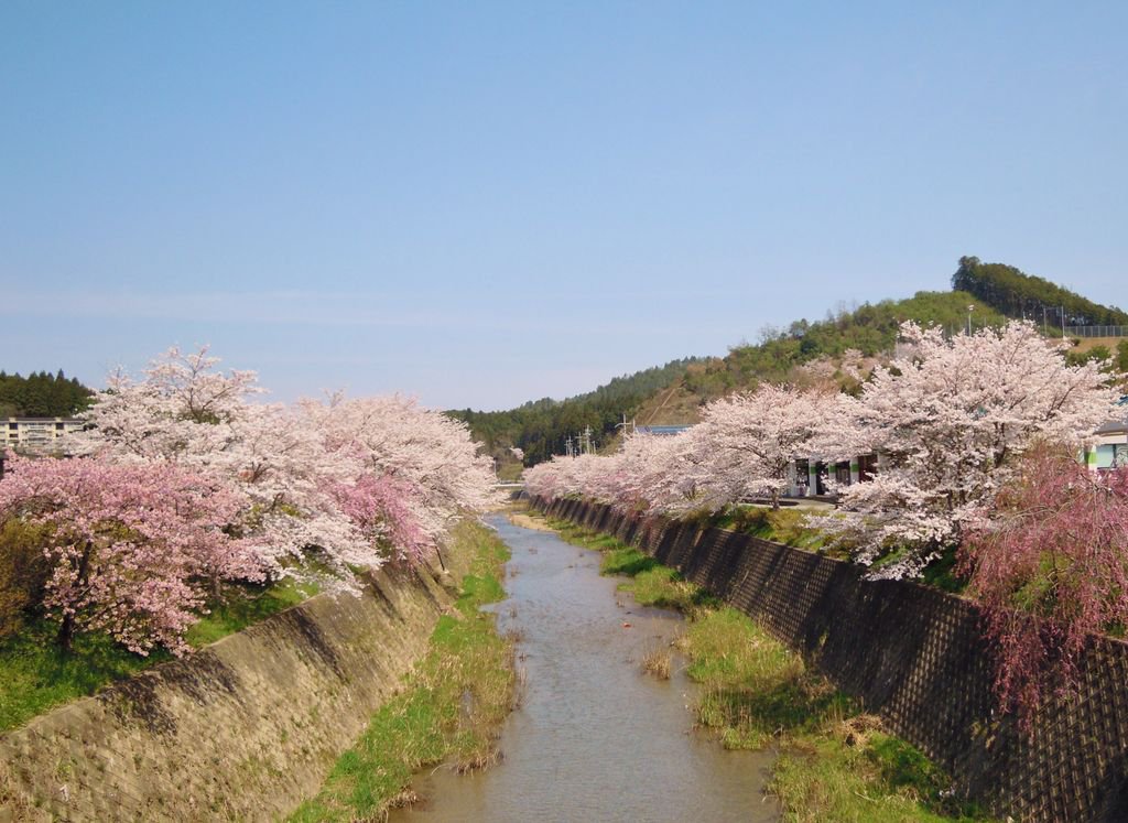 O Xrhsths 公式 京都市情報館 Sto Twitter 3月11日 土 にゼスト御池地下街で 花降る里けいほく Sakura Sabaフェス を開催 W O ゚ 京北に古くから根付く 鯖 の文化や 人々の暮らしに息づく文化を感じられる素敵なイベントとなっています ぜひお越し O Xrhsths 公式 京都市情報館 Sto Twitter 3月11日 土 にゼスト御池地下街で 花降る里けいほく Sakura Sabaフェス を開催 W O ゚ 京北に古くから根付く 鯖 の文化や 人々の暮らしに息づく文化を感じられる素敵なイベントとなっています ぜひお越し