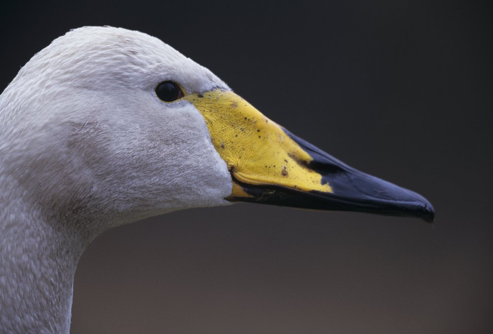 FANDVOS's tweet image. Join us for #bird #photography #masterclass #Cotswolds by #deanwyephotographer @gloswildlife facebook.com/events/1633769… March 24