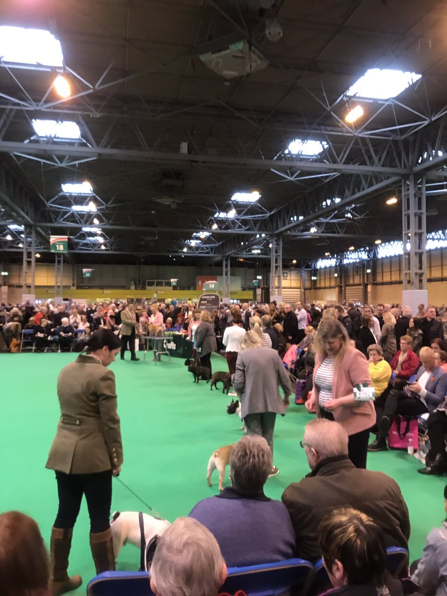 dogworldnews's tweet photo. Packed ringside at French Bulldog judging - no #CRUFFA, no stickers and no photographs! #crufts https://t.co/Qu06a4lZuR